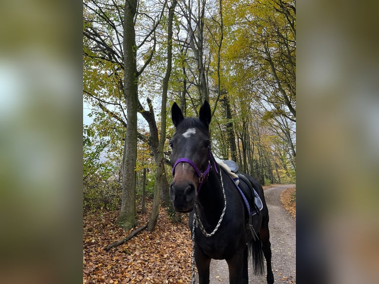Deutsches Sportpferd Stute 20 Jahre 170 cm Brauner in Neulengbach