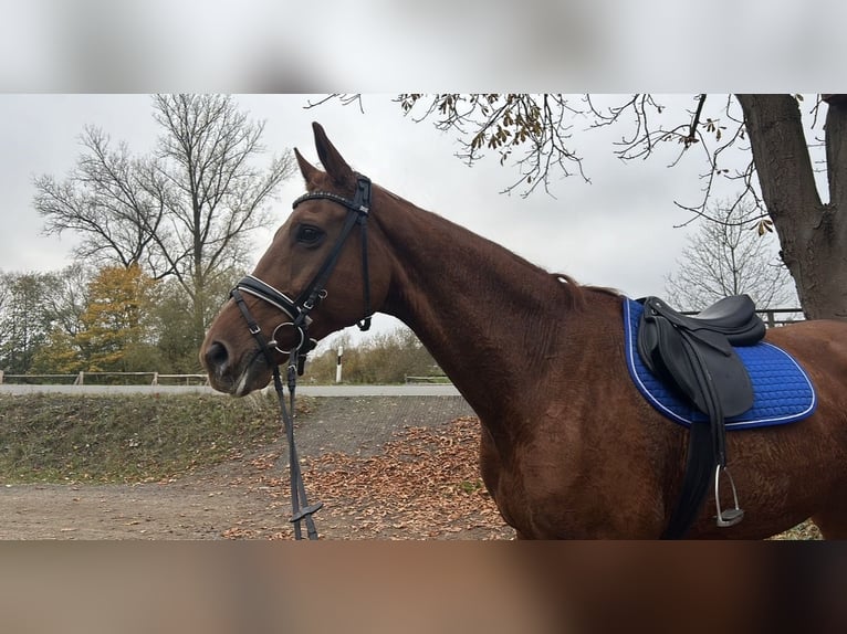 Deutsches Sportpferd Stute 20 Jahre 175 cm Fuchs in Weiden
