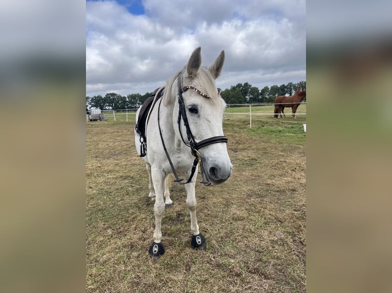Deutsches Sportpferd Stute 20 Jahre Schimmel in Weste