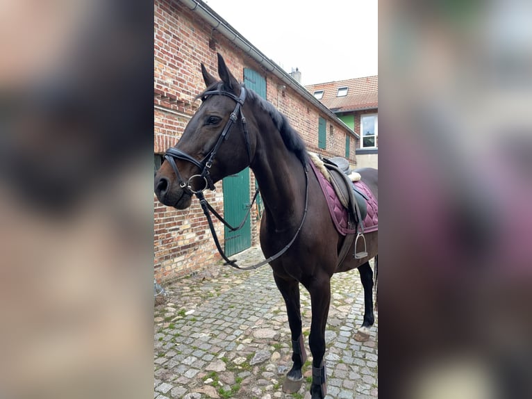 Deutsches Sportpferd Stute 21 Jahre 163 cm Brauner in Wiesenburg/Mark