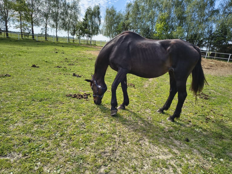 Deutsches Sportpferd Stute 21 Jahre 164 cm Rappe in Kustriner Vorland