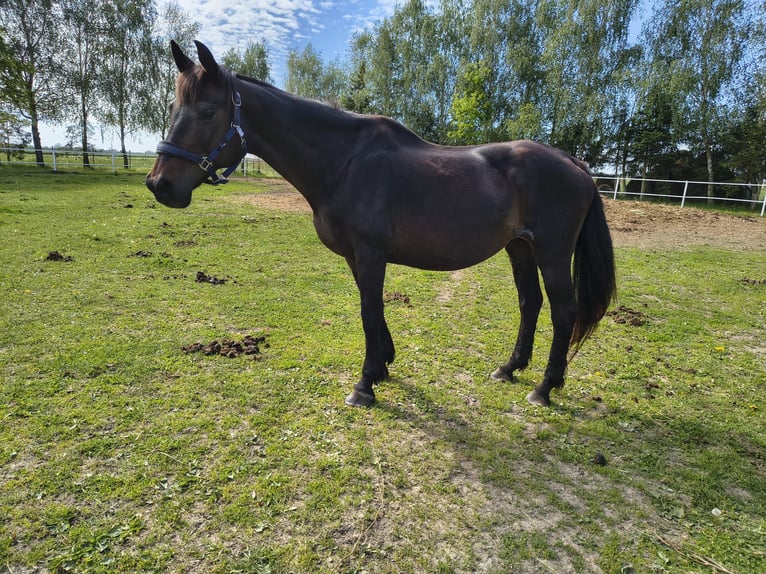 Deutsches Sportpferd Stute 21 Jahre 164 cm Rappe in Kustriner Vorland