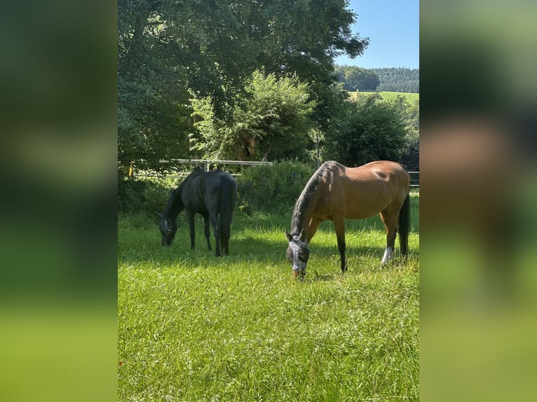 Deutsches Sportpferd Stute 21 Jahre 165 cm Brauner in DresdenDresden