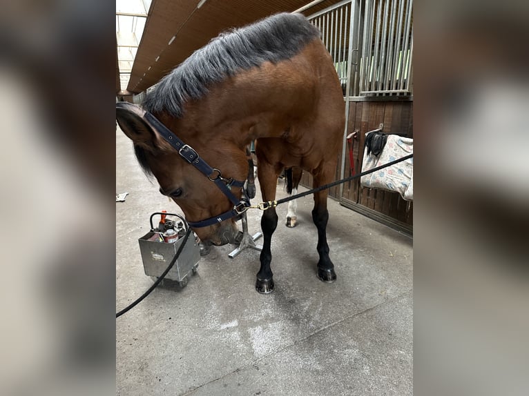 Deutsches Sportpferd Stute 21 Jahre 165 cm Brauner in DresdenDresden