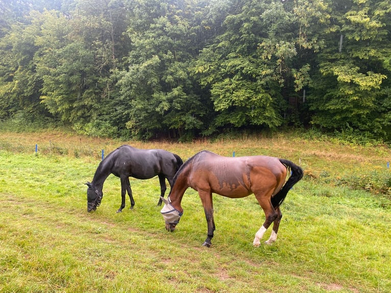 Deutsches Sportpferd Stute 21 Jahre 165 cm Brauner in DresdenDresden