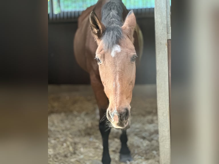 Deutsches Sportpferd Stute 21 Jahre 165 cm Brauner in DresdenDresden