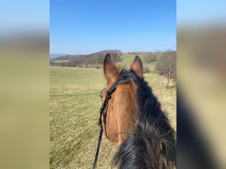 Deutsches Sportpferd Stute 21 Jahre 165 cm Brauner in DresdenDresden