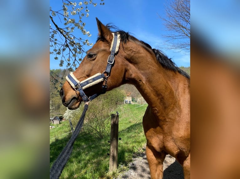 Deutsches Sportpferd Stute 21 Jahre 165 cm Brauner in DresdenDresden