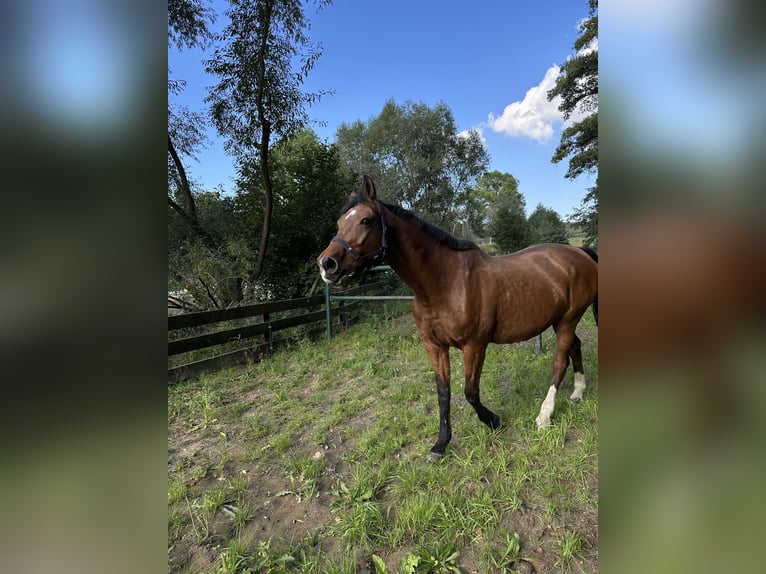 Deutsches Sportpferd Stute 21 Jahre 165 cm Brauner in DresdenDresden