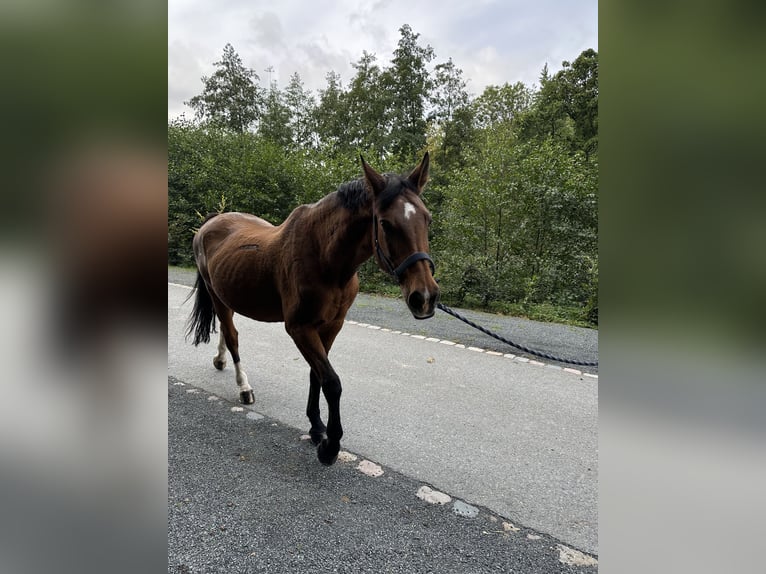 Deutsches Sportpferd Stute 21 Jahre 165 cm Brauner in DresdenDresden