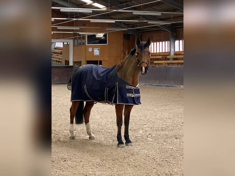 Deutsches Sportpferd Stute 21 Jahre 165 cm Brauner in DresdenDresden