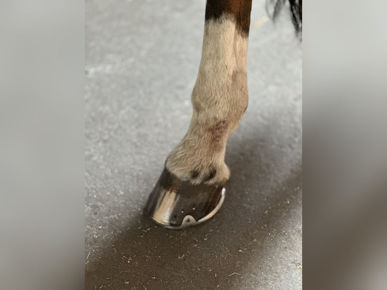 Deutsches Sportpferd Stute 21 Jahre 165 cm Brauner in DresdenDresden