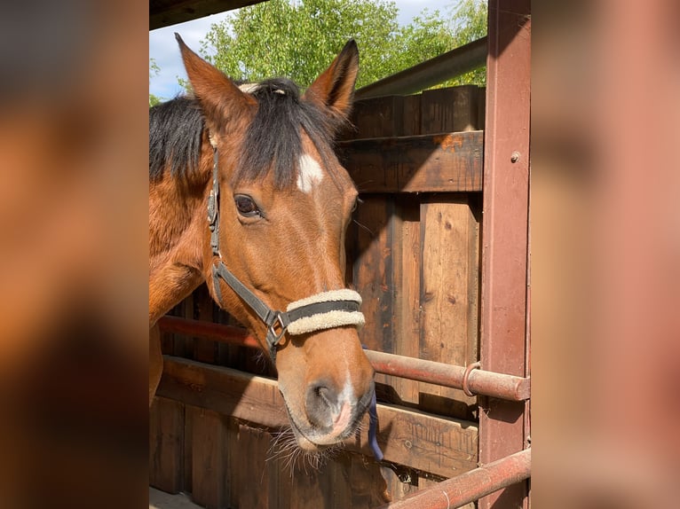 Deutsches Sportpferd Stute 21 Jahre 165 cm Brauner in DresdenDresden