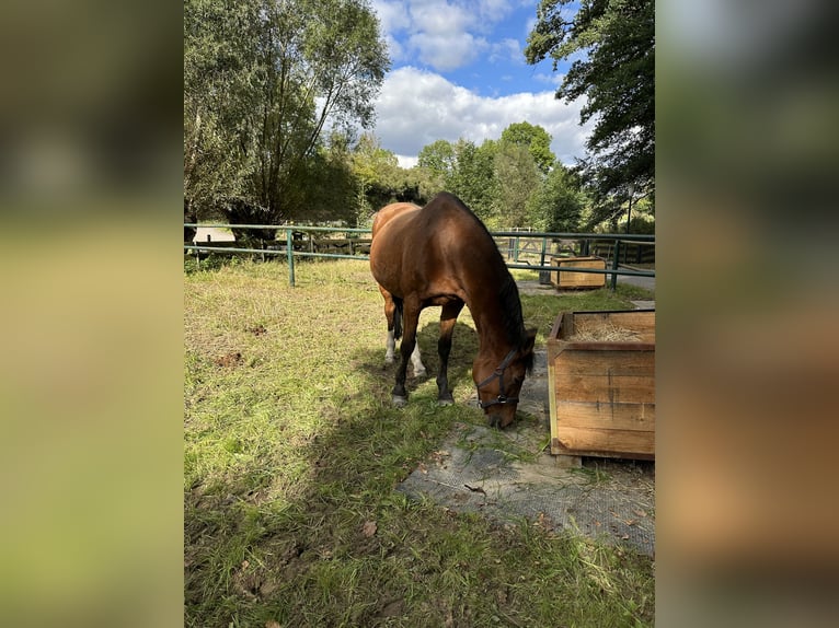 Deutsches Sportpferd Stute 21 Jahre 165 cm Brauner in DresdenDresden