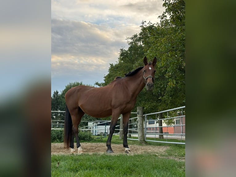 Deutsches Sportpferd Stute 21 Jahre 168 cm Brauner in Bedburg-Hau