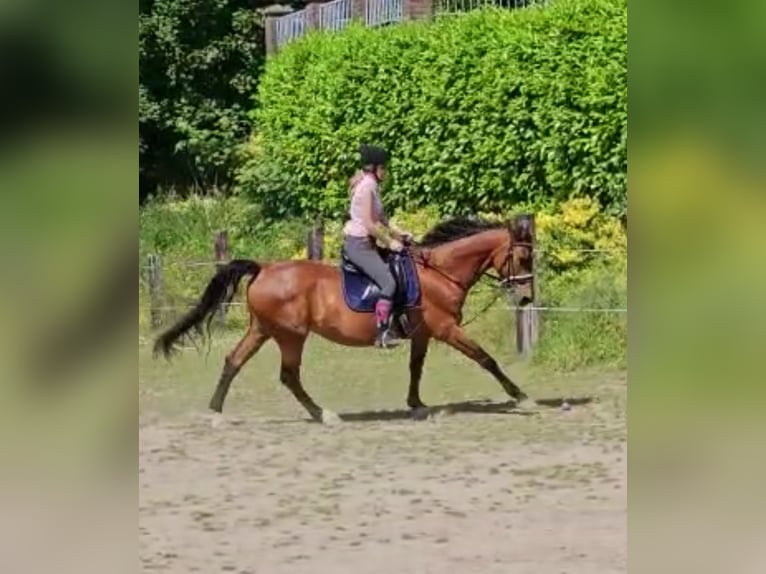 Deutsches Sportpferd Stute 21 Jahre 168 cm Brauner in Bedburg-Hau