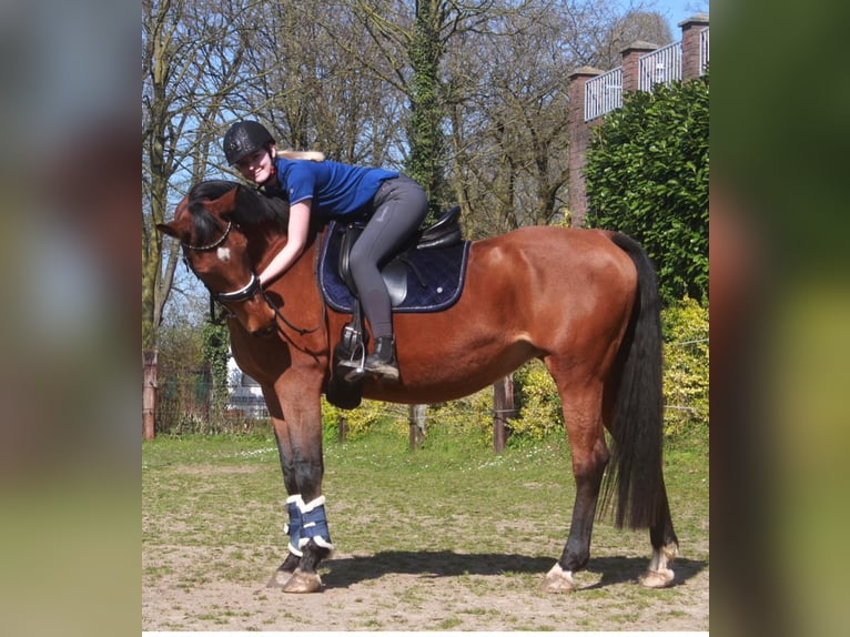 Deutsches Sportpferd Stute 21 Jahre 168 cm Brauner in Bedburg-Hau