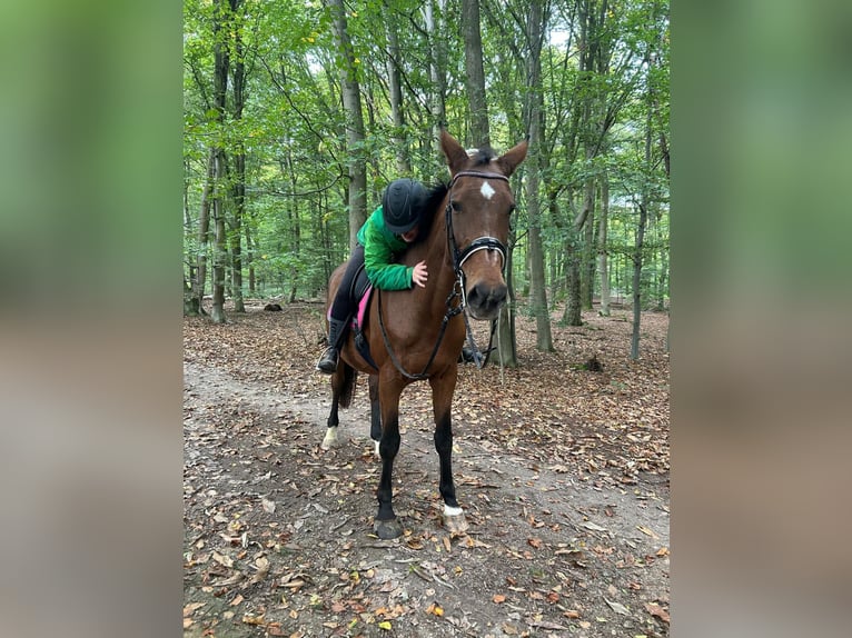 Deutsches Sportpferd Stute 21 Jahre 168 cm Brauner in Bedburg-Hau