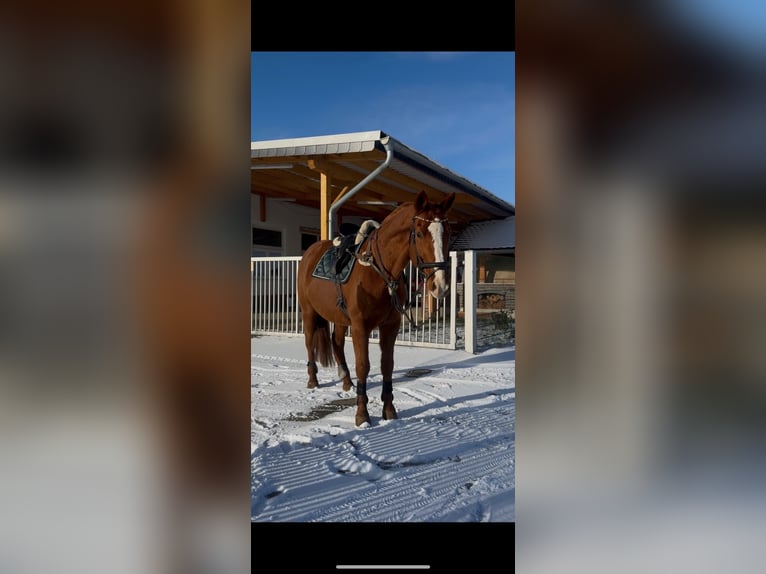 Deutsches Sportpferd Stute 22 Jahre 170 cm Fuchs in Burkersroda