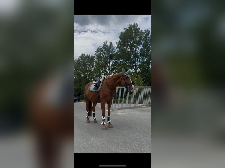 Deutsches Sportpferd Stute 22 Jahre 170 cm Fuchs in Burkersroda