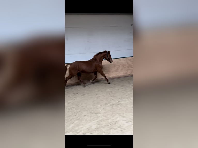 Deutsches Sportpferd Stute 22 Jahre 170 cm Fuchs in Burkersroda