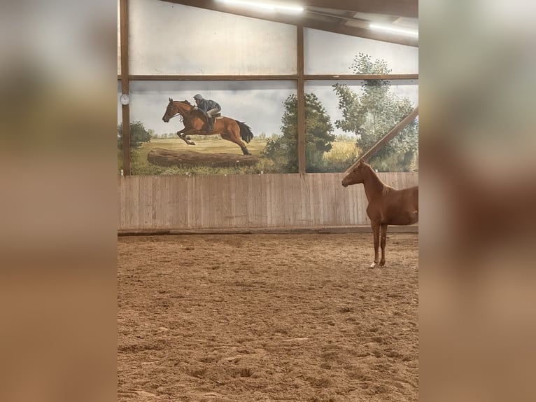 Deutsches Sportpferd Stute 2 Jahre 145 cm Fuchs in Leipzig