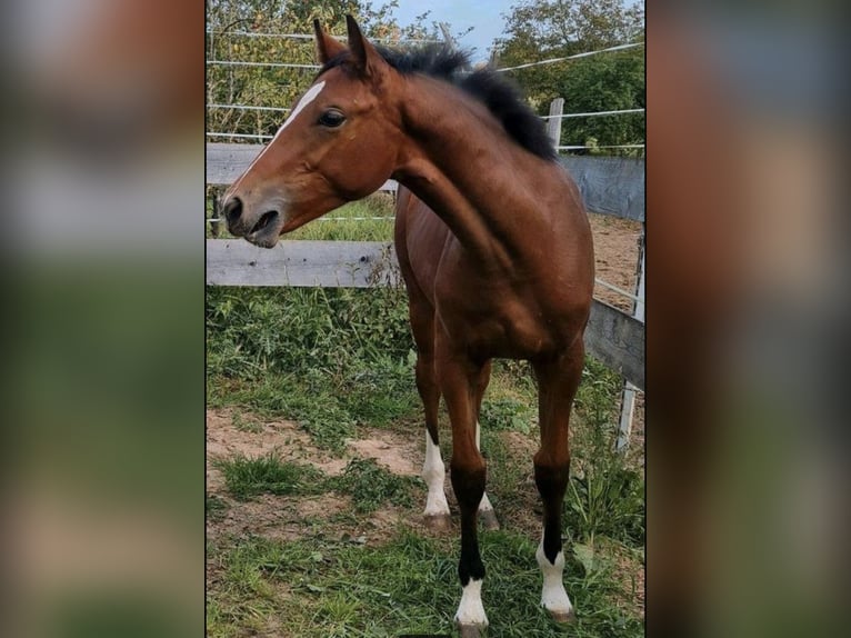 Deutsches Sportpferd Stute 2 Jahre 154 cm Brauner in Rosenkopf