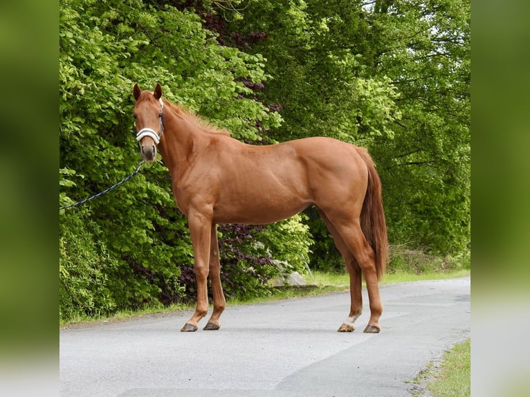 Deutsches Sportpferd Stute 2 Jahre 155 cm Fuchs in Verl