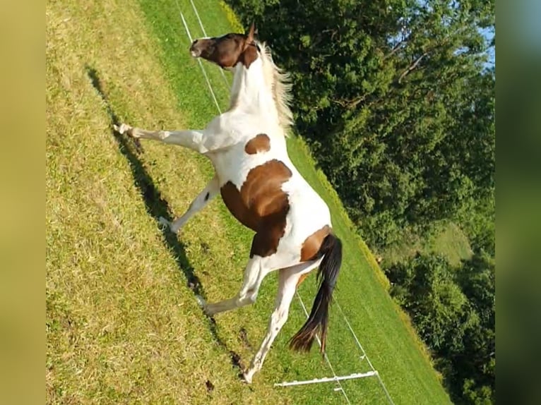 Deutsches Sportpferd Stute 2 Jahre 155 cm Schecke in Oppurg