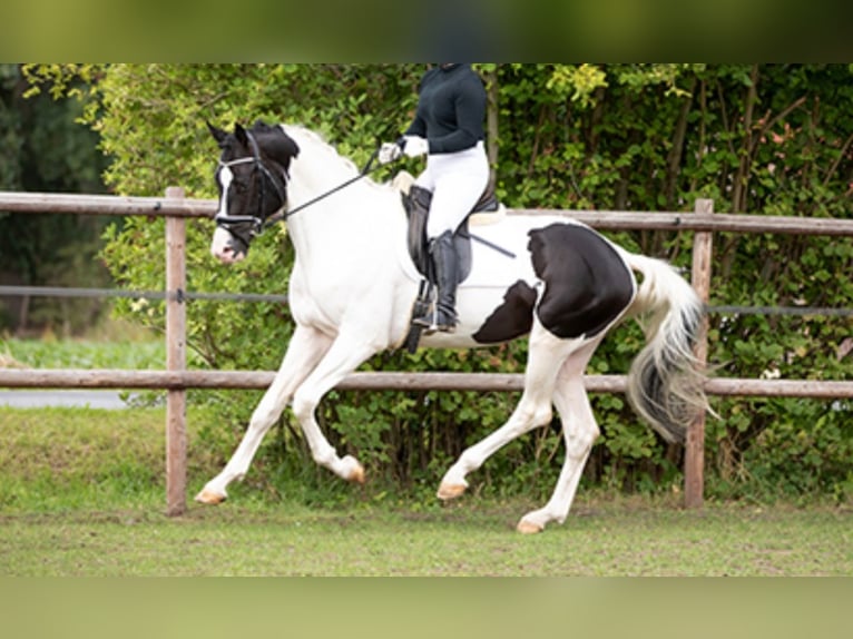 Deutsches Sportpferd Stute 2 Jahre 155 cm Schecke in Oppurg
