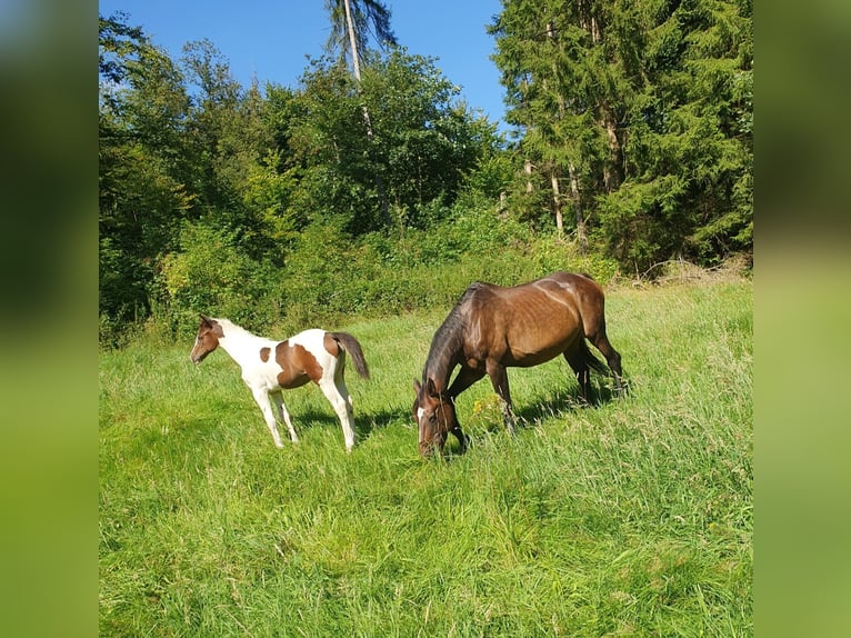 Deutsches Sportpferd Stute 2 Jahre 155 cm Schecke in Oppurg