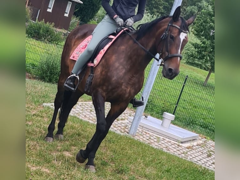 Deutsches Sportpferd Stute 2 Jahre 155 cm Schecke in Oppurg