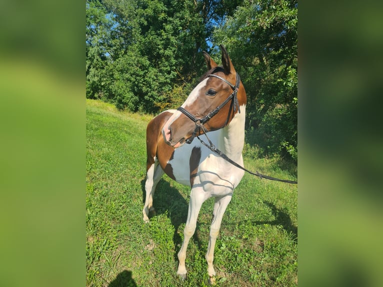 Deutsches Sportpferd Stute 2 Jahre 155 cm Schecke in Oppurg