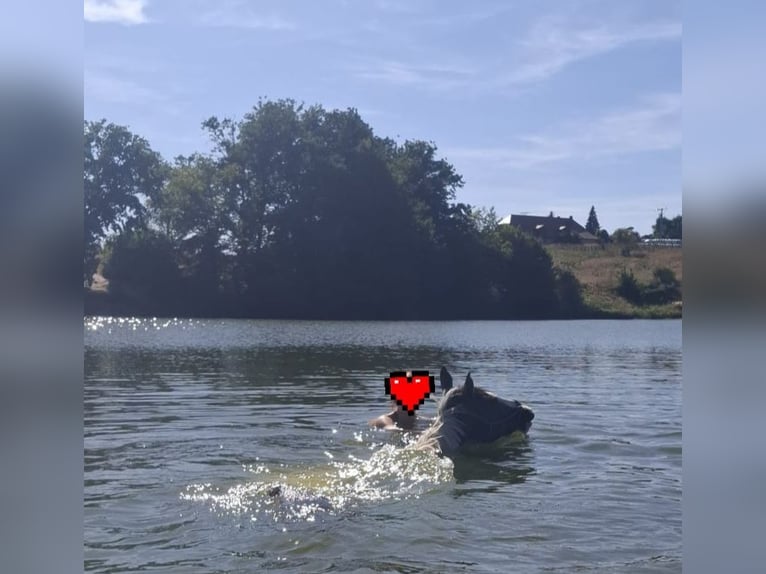 Deutsches Sportpferd Stute 2 Jahre 155 cm Schecke in Oppurg