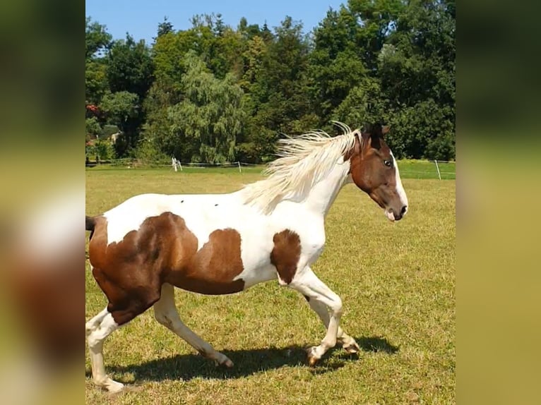 Deutsches Sportpferd Stute 2 Jahre 155 cm Schecke in Oppurg