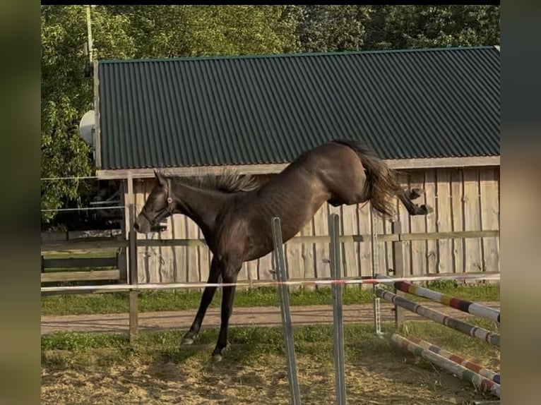 Deutsches Sportpferd Stute 2 Jahre 156 cm Rappschimmel in Mollnitz