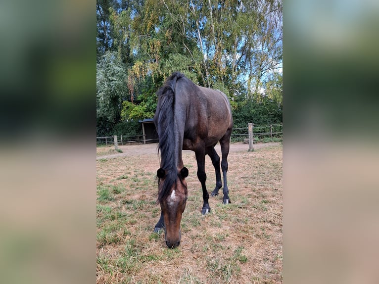 Deutsches Sportpferd Stute 2 Jahre 158 cm Kann Schimmel werden in Goch