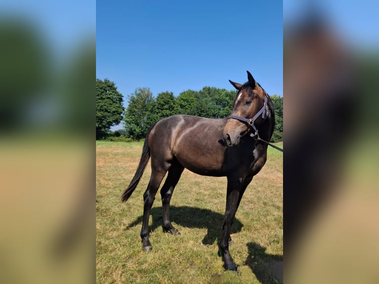 Deutsches Sportpferd Stute 2 Jahre 158 cm Kann Schimmel werden in Goch