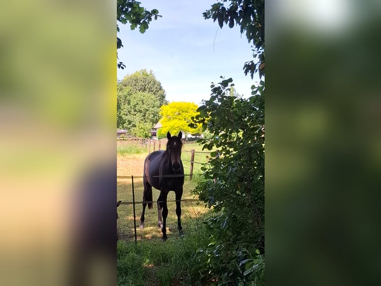 Deutsches Sportpferd Stute 2 Jahre 158 cm Kann Schimmel werden in Goch