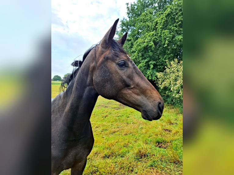 Deutsches Sportpferd Stute 2 Jahre 158 cm Kann Schimmel werden in Goch