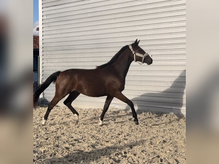 Deutsches Sportpferd Stute 2 Jahre 159 cm Brauner in Weiding