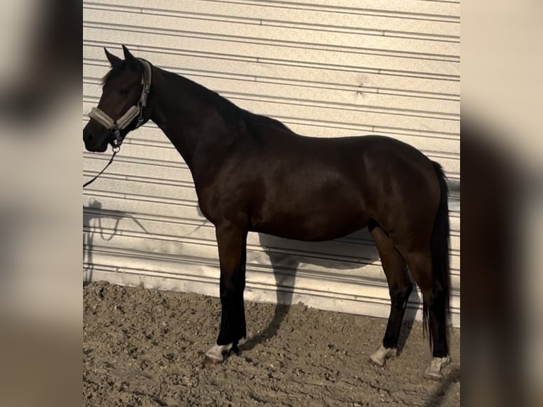 Deutsches Sportpferd Stute 2 Jahre 159 cm Brauner in Weiding