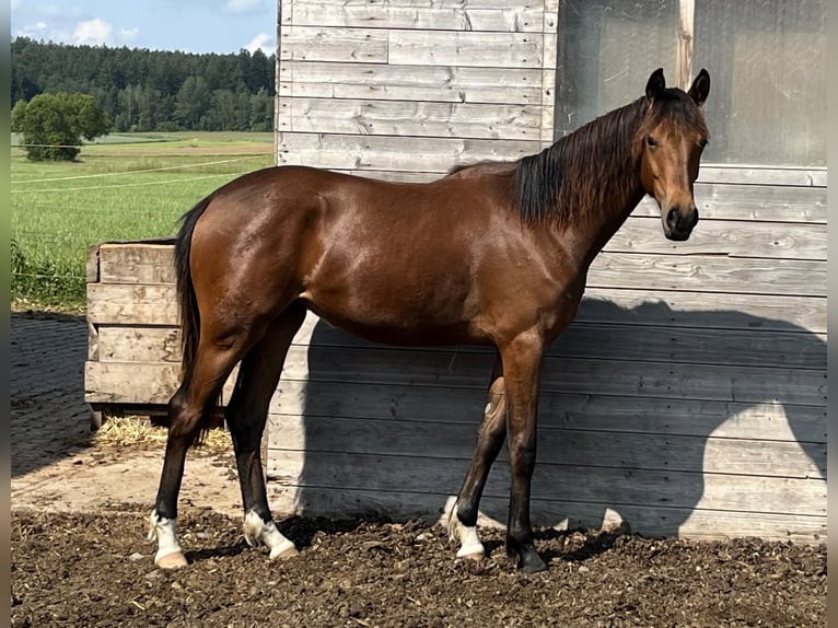 Deutsches Sportpferd Stute 2 Jahre 159 cm Brauner in Weiding