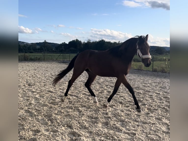 Deutsches Sportpferd Stute 2 Jahre 159 cm Brauner in Weiding