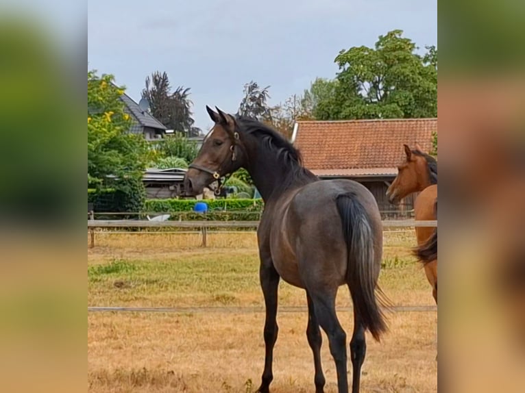 Deutsches Sportpferd Stute 2 Jahre 159 cm Kann Schimmel werden in Goch