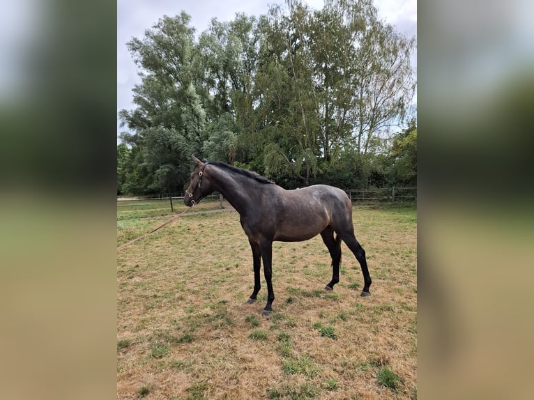 Deutsches Sportpferd Stute 2 Jahre 159 cm Kann Schimmel werden in Goch