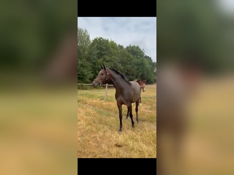 Deutsches Sportpferd Stute 2 Jahre 159 cm Kann Schimmel werden in Goch