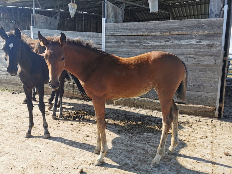 Deutsches Sportpferd Stute 2 Jahre 160 cm Brauner in Eberdingen