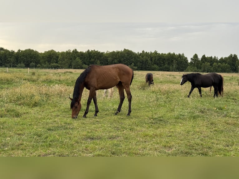 Deutsches Sportpferd Stute 2 Jahre 160 cm Dunkelbrauner in Oldendorf