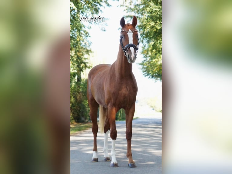 Deutsches Sportpferd Stute 2 Jahre 160 cm Fuchs in Illertissen